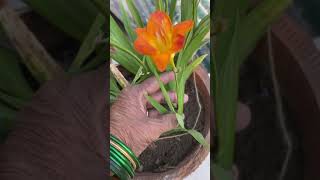 FREESIA Planting to harvesting Freesia bulb’s propagation [upl. by Yboc81]