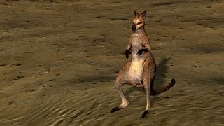 Path of Exile Wallaby Pet [upl. by Eihcra]