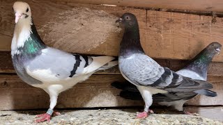 My Pigeons Tipplers 2023 [upl. by Ciredec296]