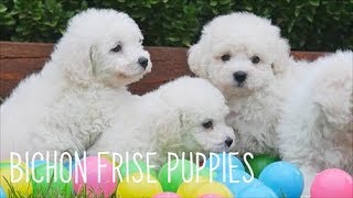 Bichon Frise Puppies [upl. by Alleuqcaj944]