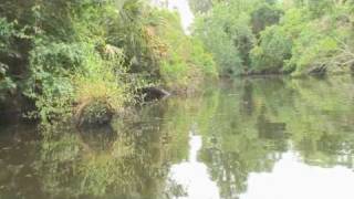 Kayaking on Floridas Little Manatee River [upl. by Aihsenod]