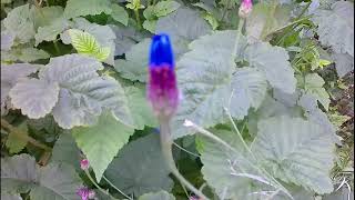 Cornflower  Centaurea cyanus an electric blue flower for gardens [upl. by Eanaj]