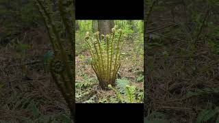 과녁에 명중 관중 Dryopteris crassirhizoma Nakai [upl. by Milah]