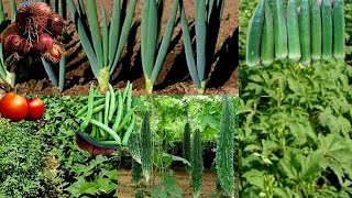 Companion Planting With Bitter Gourd 5 Crops You Can Intercrop Tomato Beans Onions Karela amp Okra [upl. by Nolla]