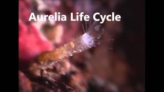 Aurelia life cycle [upl. by Clarey686]