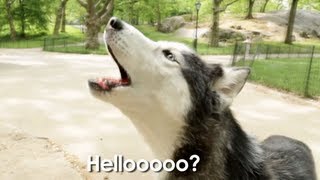 Mishka the Talking Husky is Lost In Central Park [upl. by Haughay]