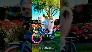 Kucing Nyanyi Kring Ada Sepeda kucinglucu kucingnyanyi viralvideo fypシ゚viral [upl. by Schroer]