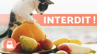 7 FRUITS et LÉGUMES INTERDITS pour votre CHAT 🙀🍇 [upl. by Yarased137]