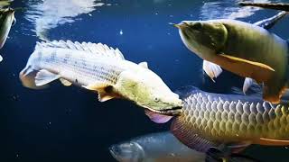 Polypterus Congicus swimming [upl. by Novak]