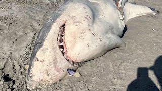 HalfEaten Shark Surfaces On Beach Leaving Beachgoers In Shock [upl. by Pazice]