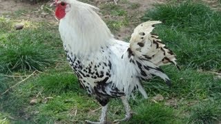 Les animaux de la Ferme des Cèdres Génissieux  Drôme  France [upl. by Anamuj]