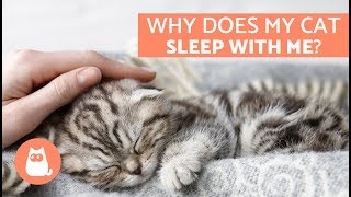 Why Does My Cat Sleep With Me  5 Reasons You’ll Love to Know [upl. by Dee607]