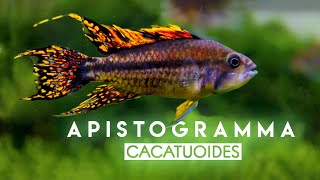 Apistogramma cacatouides Double Red  quotWild Typequot  Cacadu Cichlid  South America Dwarf Cichlid [upl. by Zapot]