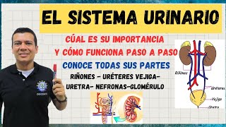 EL APARATO O SISTEMA URINARIO NEFRONAS RIÑON URETERES VEJIGA EXPLICADO CON DETALLE SISTEMA EXC [upl. by Enitsenre769]