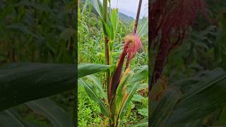 Las milpas 🌽maiz agricultura campesino campo nature paisajes [upl. by Panthia]