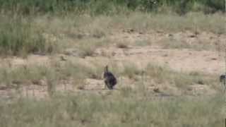 Baboons killing monkey at Letaba Kruger Park  Part 2 [upl. by Teemus]