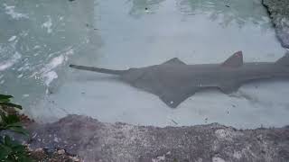 Beautiful Largetooth Sawfish in Pond [upl. by Littman]