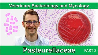 Pasteurellaceae Part 2  Veterinary Bacteriology and Mycology [upl. by Anehsuc]