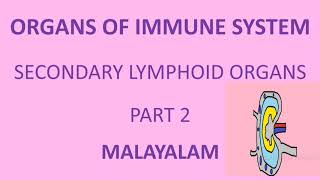 ORGANS OF IMMUNE SYSTEM  SECONDARY LYMPHOID ORGANS  LYMPHNODES  SPLEEN  MALT  MALAYALAM [upl. by Tad]