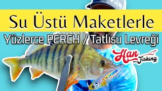 Ankarada Balık Avı  PERCH  Tatlı Su Levreği [upl. by Eimar]