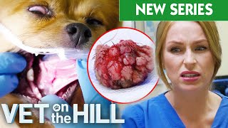 Dog Chews On His Own Tongue And Gets Horrible Ulcers 😱  VOTH S5 E5  Bondi Vet [upl. by Nyrmac]