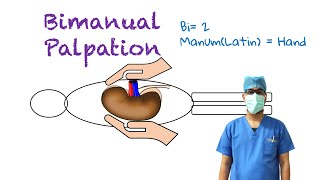 Bimanual Palpation [upl. by Chrysa]