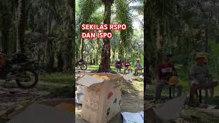 Sekilas RSPO DAN ISPO rspo ispo sawitberkelanjutan [upl. by Getter]