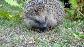 Igel  lustig und cool  crazy hedgehog [upl. by Eboj]