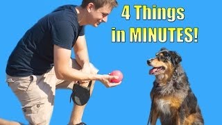 How to Teach your Dog to do 4 things in Minutes Roll over Play dead Sit Lie down [upl. by Nnylaf538]