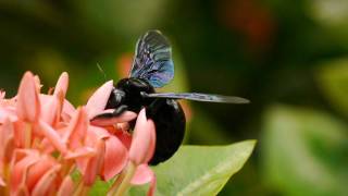 Carpenter Bee Xylocopa Xylocopa iridipennis  Holzbiene [upl. by Carolle]