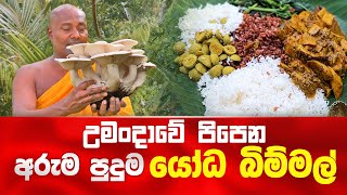 උමංදාවේ පිපෙන අරුම පුදුම යෝධ බිම්මල් umandawa [upl. by Ajin85]