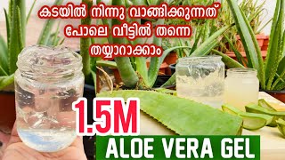 Make amp Preserve ALOE VERA GEL At Home Just Like Store Bought  2 METHODS  Without Refrigerator [upl. by Garold]