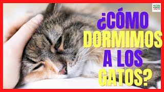 💔 ¿CÓMO DORMIR A UN GATO DEFINITIVAMENTE 💔 EUTANASIA EN GATOS CON PENTOBARBITAL [upl. by Ammadas]