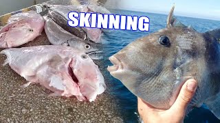 GREY TRIGGERFISH CLEANING AND SKINNING [upl. by Atteuqcaj]