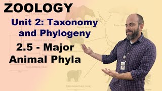 Zoology Unit 2  25  Major Animal Phyla [upl. by Federico]