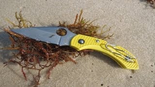 Spyderco Dragonfly 2 Salt  Special Purpose Knife [upl. by Noside722]