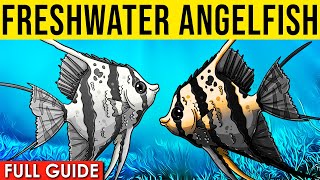 Freshwater Angelfish Info And Care  Freshwater Angelfish Care Guide [upl. by Airekal]