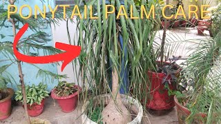 Complete care of Ponytail Palm Lightwatersoil and fertilizer [upl. by Tseng782]