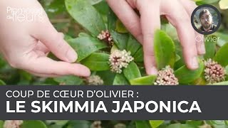 Coup de cœur dOlivier  le skimmia japonica [upl. by Roddie]