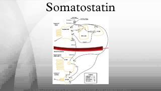 Somatostatin [upl. by Noell]