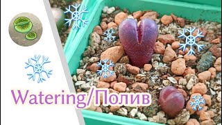 Watering lithops in winter Полив литопсов зимой [upl. by Ecnerol]