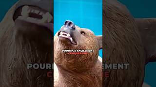 Force de la mâchoire de lours grizzly 😳 [upl. by Shargel]