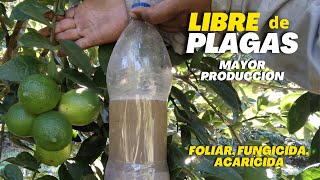 Libre de plagas y mayor producción de limón  Potente Foliar Fungicida Acaricida para Limonero [upl. by Egarton135]