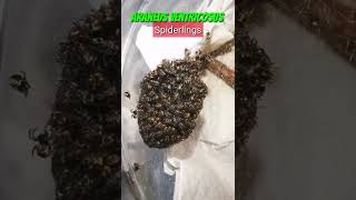 JAPAN G Araneus Ventricosus Ball of Spiderlings [upl. by Oiraved]