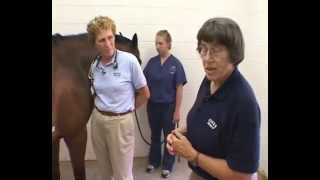 Cardiovascular System Physical Examination of the Horse [upl. by Cinda]