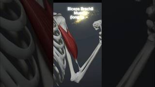 Biceps Brachii Muscle 💪youtubeshorts ytshorts education anime [upl. by Ocir]