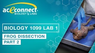 Biology Lab  Frog Dissection  Part 2 [upl. by Bega]