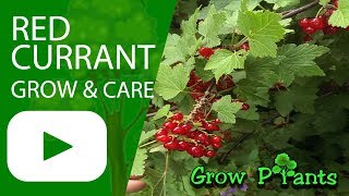 Red currant plant  growing and care [upl. by Jabin]