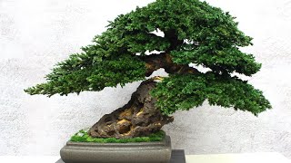 Handmade Bonsai Tree from preserved juniper and moss 185quot 47 cm [upl. by Reggy436]