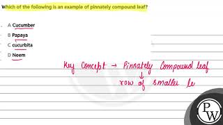 Which of the following is an example of pinnately compound leaf [upl. by Leasa]